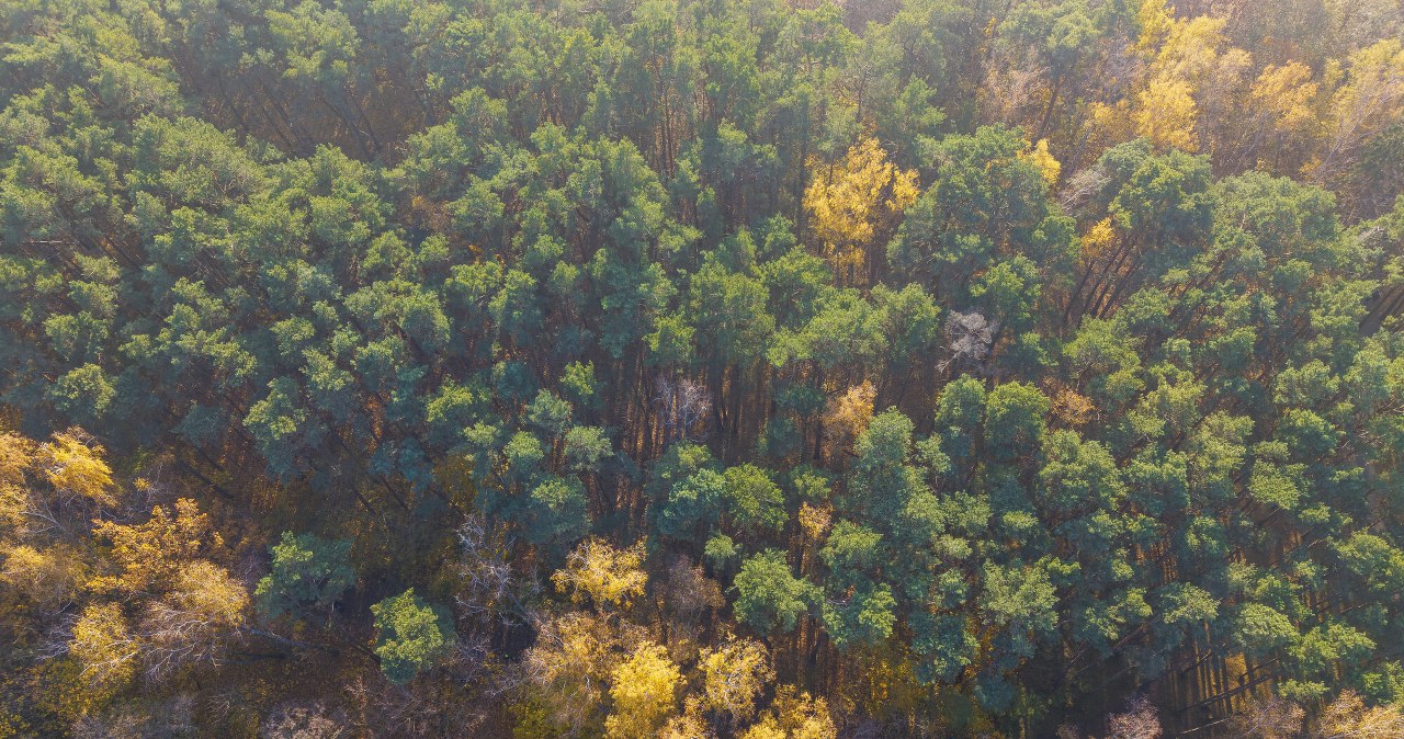 Napędza życie całej rzeki. Niesamowita rola liści