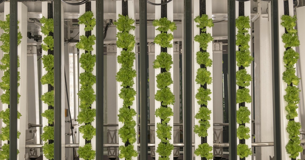 Przełomowe uprawy w stolicy. Rosną piętrowo, są bez chemii. Jak to działa?