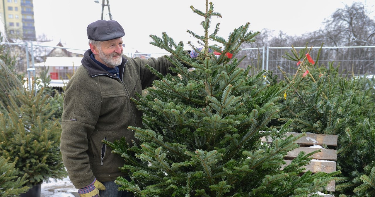 Ten gatunek choinki bije inne na głowę. Postoi do Trzech Króli bez gubienia igieł