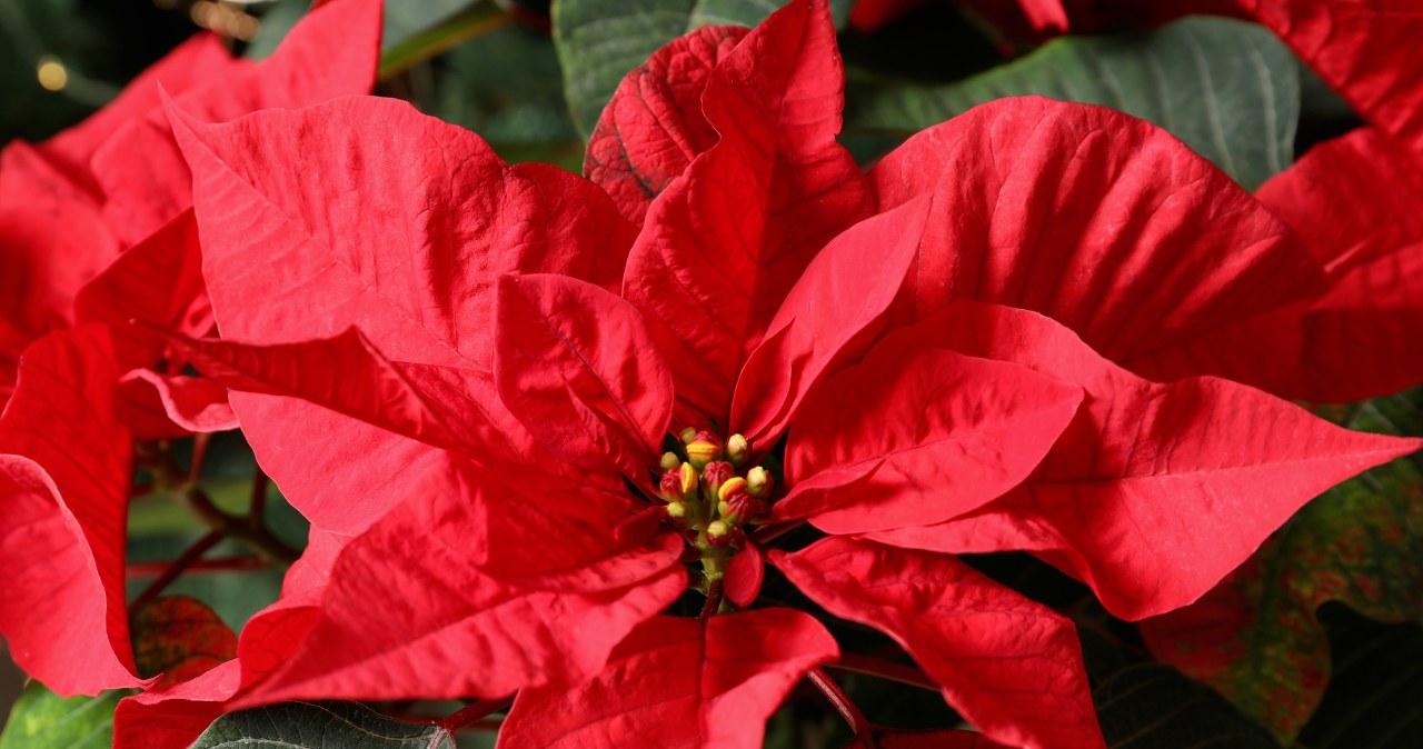 Gwiazda betlejemska nie zrzuci już ani 1 liścia. Wystarczy, iż podlejesz ją tym