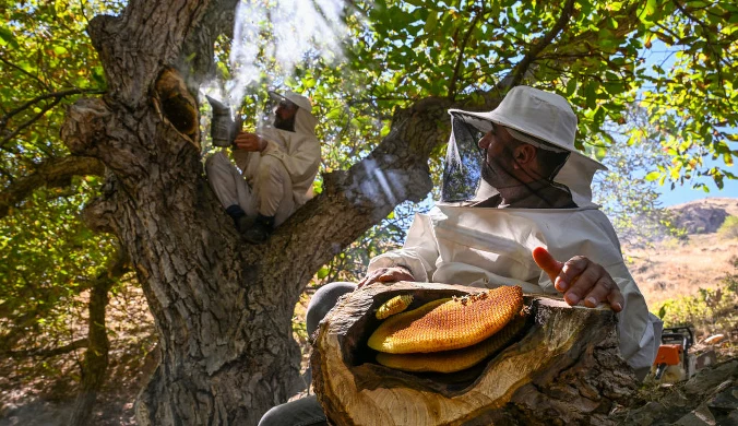 Występuje tylko w dwóch miejscach na świecie. To rarytas pożądany przez turystów
