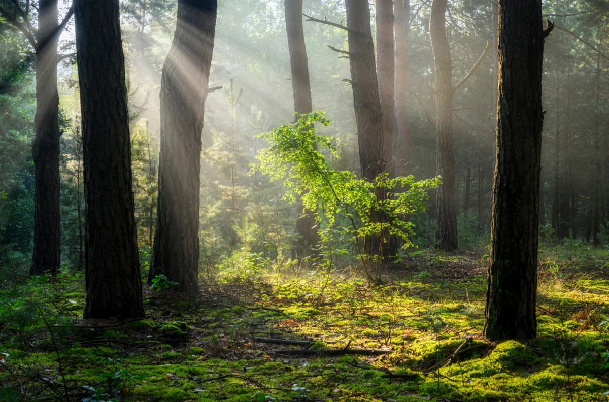 Strach, dyskomfort, a nawet obrzydzenie – takie emocje coraz częściej towarzyszą ludziom podczas kontaktu z naturą. Najnowsze badania naukowców ze Szwecji pokazują, że zjawisko to, określane jako biofobia, przybiera na sile na całym świecie. Eksperci nie mają wątpliwości: winna jest przede wszystkim postępująca urbanizacja, która oddala nas od środowiska naturalnego i zmienia nasze podejście do przyrody.