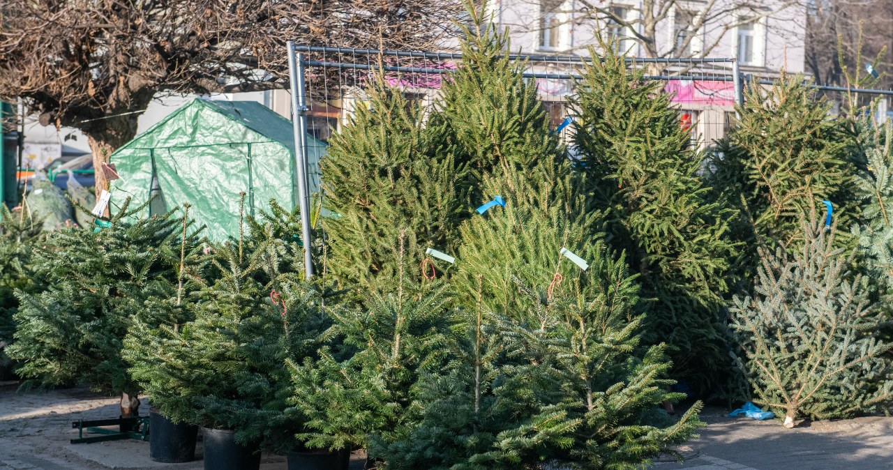 Nie przepłacaj za żywe drzewko. Jest miejsce, gdzie nie wydasz majątku