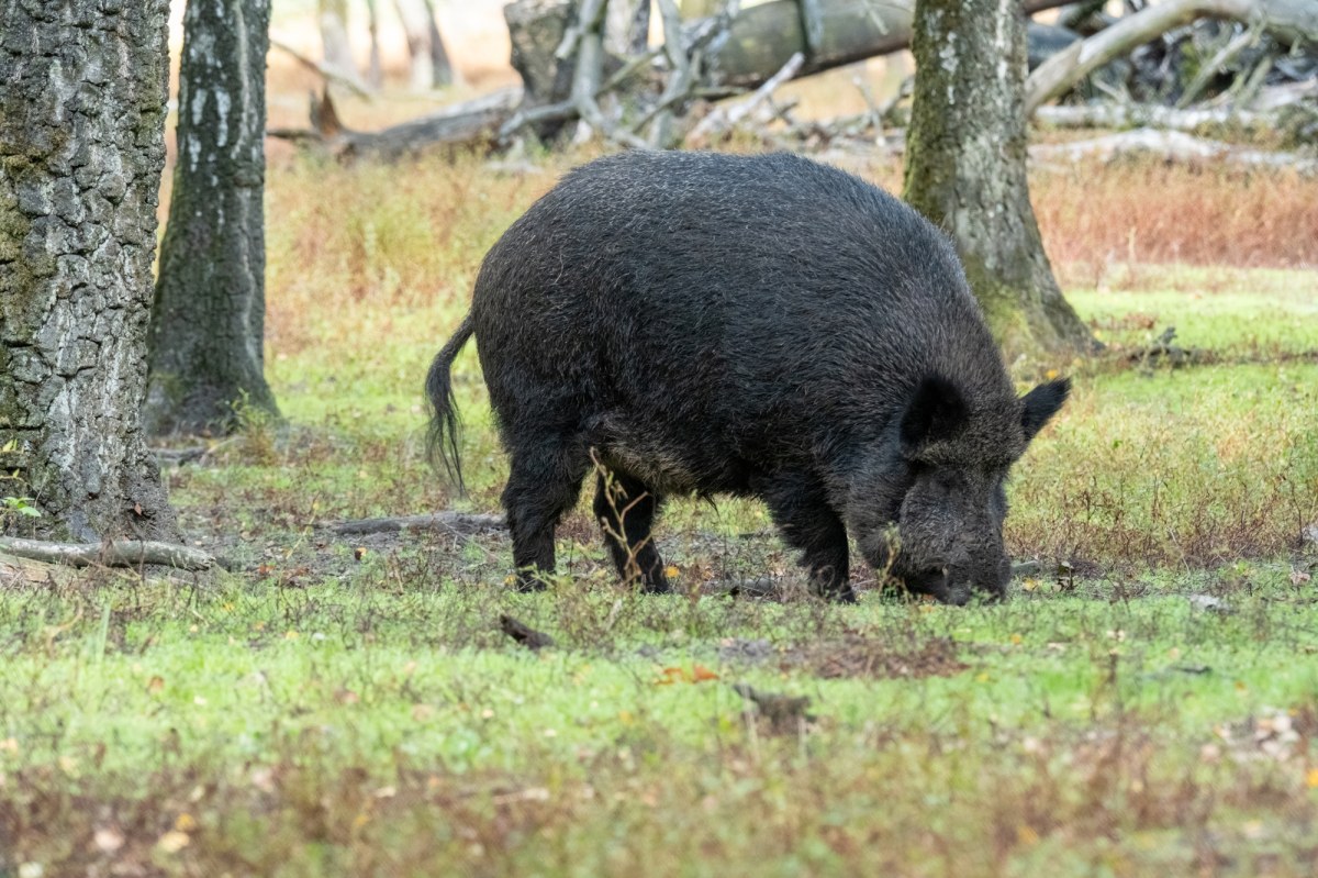 Martwy dzik z ASF: Jest decyzja powiatowego lekarza weterynarii