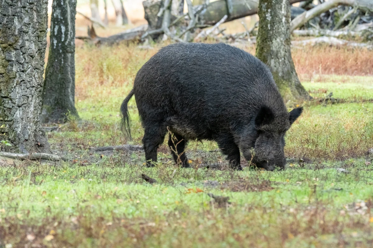 ​Zakaz polowań będzie obowiązywał przez co najmniej dwa tygodnie w promieniu 10 km od miejsca odnalezienia w zeszłym tygodniu martwego dzika zakażonego wirusem afrykańskiego pomoru świń w gm. Rozprza - ogłosił w poniedziałek Konrad Dereń, Powiatowy Lekarz Weterynarii w Piotrkowie Trybunalskim w woj. łódzkim. Zaleca on również m.in. unikanie spacerów w lesie na tym obszarze. "To działanie prewencyjne" - przekazał lek. wet. Dereń