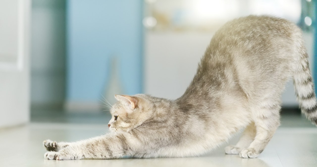 Dlaczego kot przeciąga się na twój widok? Oto co komunikuje