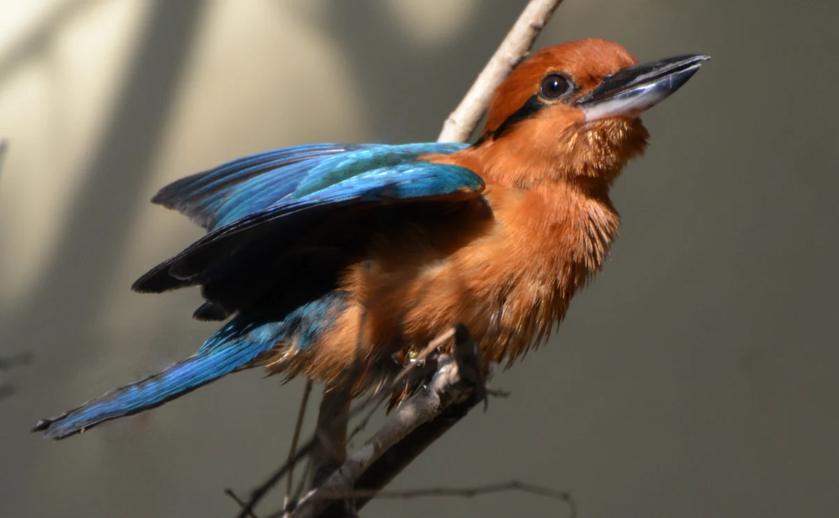 Po raz pierwszy od ponad trzech dekad na wolności pojawiły się łowczyki cynamonowe - ptaki, które uznawano za wymarłe w naturze. Dzięki międzynarodowemu projektowi naukowców, na odległym atolu Palmyra na Pacyfiku udało się odtworzyć populację tego gatunku. To pierwszy krok do przywrócenia ptaka jego rodzimej wyspie Guam, z której zniknął w latach 80. XX wieku.