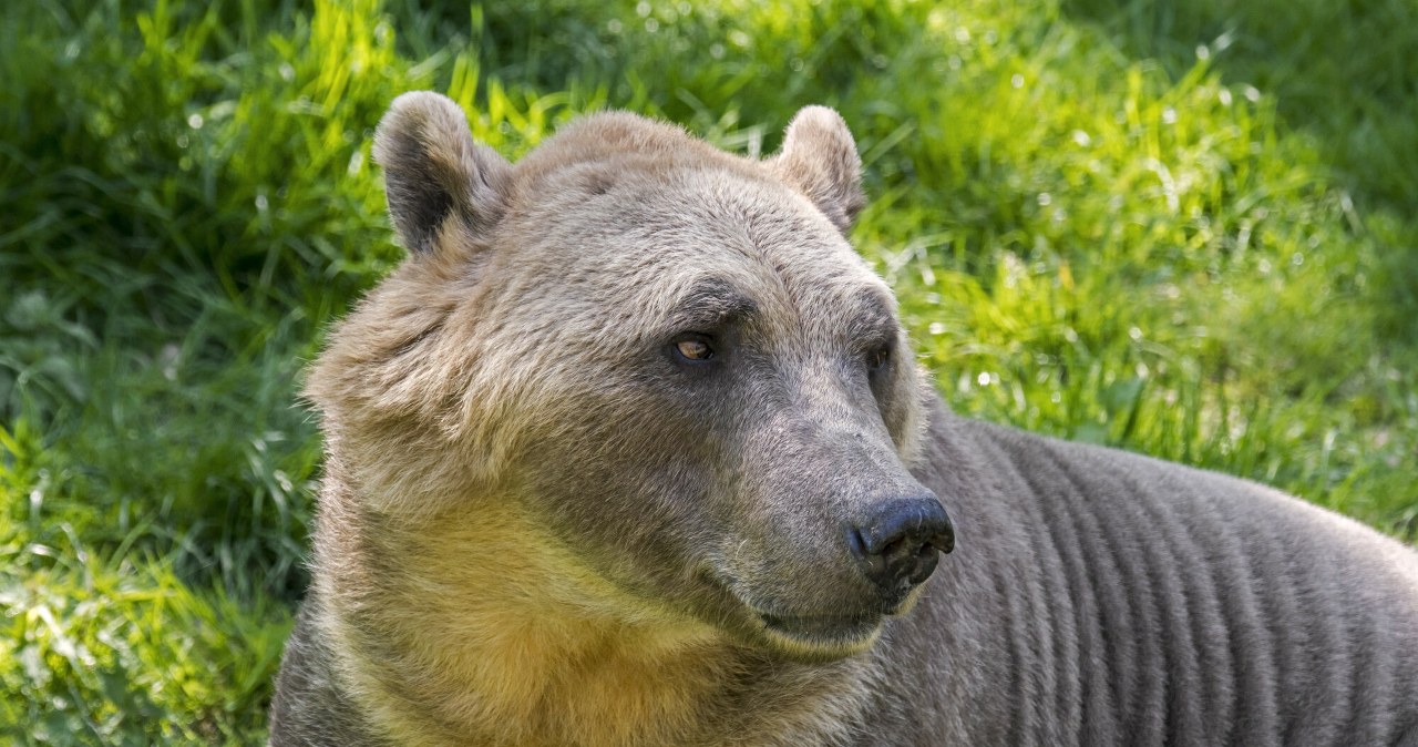 Nowy niedźwiedź w Arktyce. Grolar pizzly to hybryda dwóch gatunków