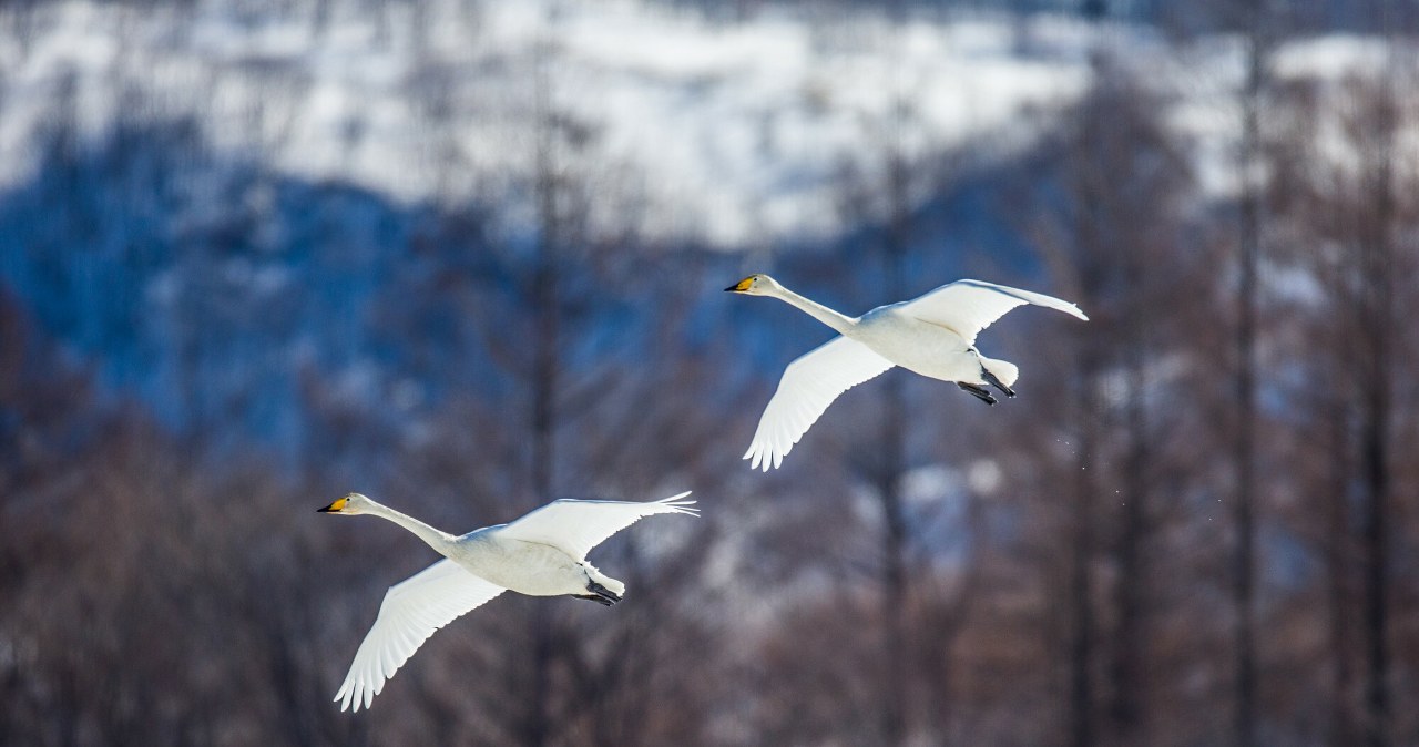 Latają nad Polską tam i z powrotem. Jeden jest wyjątkowo duży i głośny
