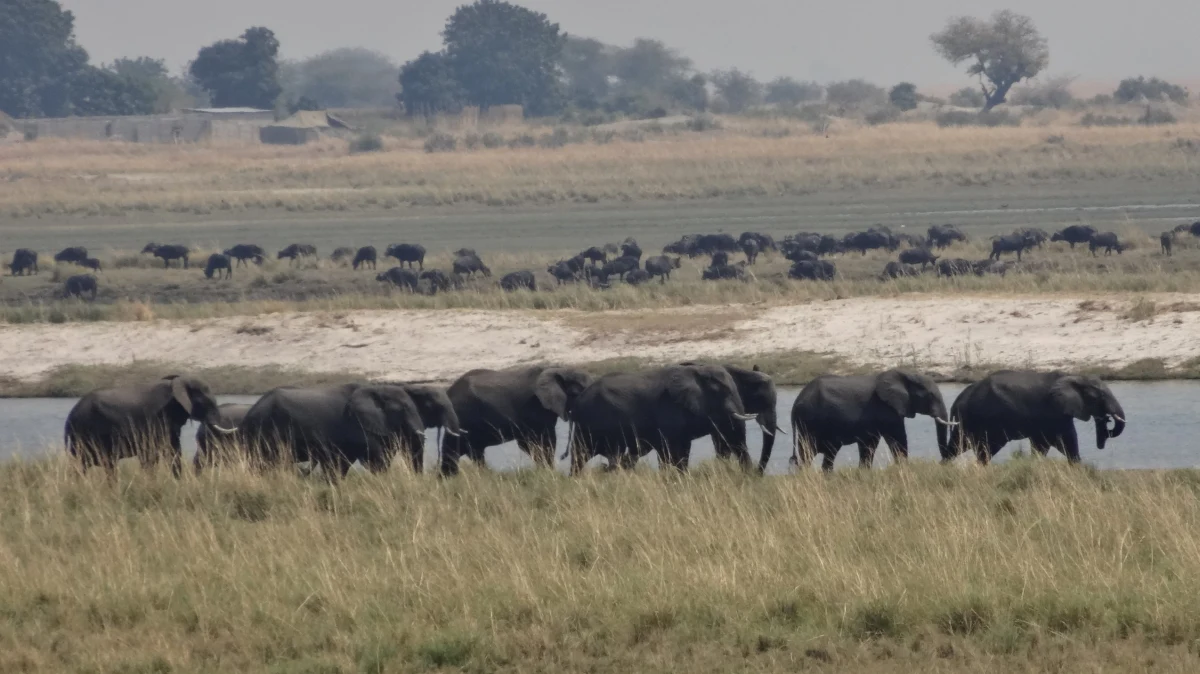 Naukowcy z Northern Arizona University i City University of New York odkryli zaskakujący czynnik, który może decydować o tym, gdzie i w jakiej liczbie mogą żyć największe lądowe zwierzęta na Ziemi. Na łamach czasopisma "Nature Ecology and Evolution" przekonują, że tym czynnikiem jest dostępność soli. Ludzie żyją w świecie obfitującym w sól, ale ta codzienna przyprawa jest dla dzikich roślinożerców luksusem. Jest tylko kilka miejsc na świecie, gdzie te duże zwierzęta mogą pozyskać wystarczającą ilość sodu z lokalnej flory, by przetrwać.