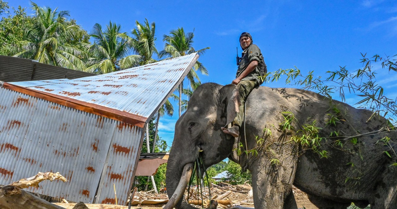 Maszyny sobie nie radzą po powodzi. Do akcji skierowano wielkie zwierzęta