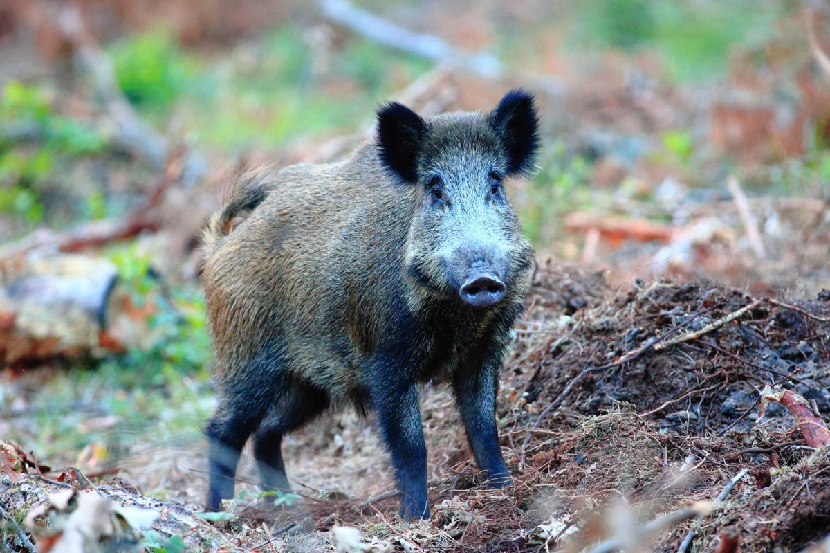 Martwe dziki w Łódzkiem. Potwierdzono ASF u kolejnych padłych zwierząt