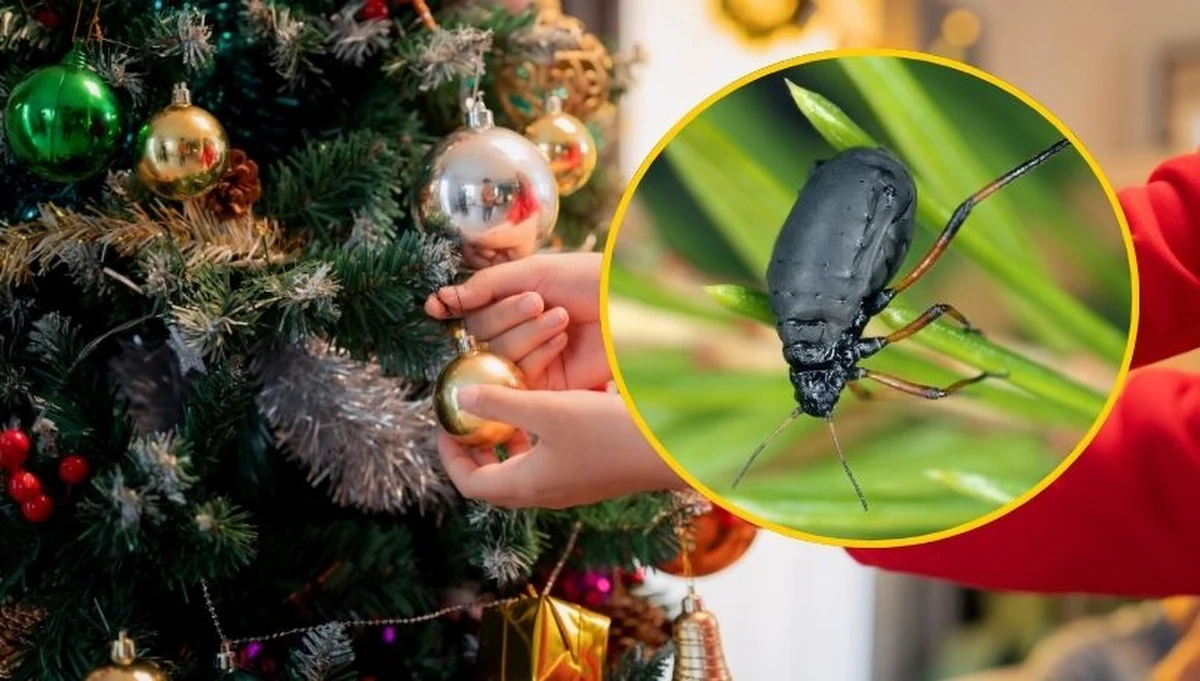O takich listach gończych rzadko słyszymy. Wydał go właśnie Instytut Ochrony Przyrody Polskiej Akademii Nauk. Poszukiwana to mszyca Cinara curvipes. To inwazyjny gatunek obcy - zagrożenie dla drzew iglastych. "Kupując swoją choinkę, zwróć uwagę, czy nie znajdują się na niej pasażerowie na gapę" - apeluje instytut.