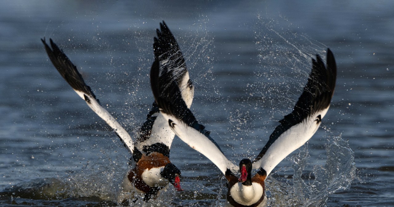 Odkryli kaczkę, która odsłoniła tajemnicę ptaków. I tajemnicę latania