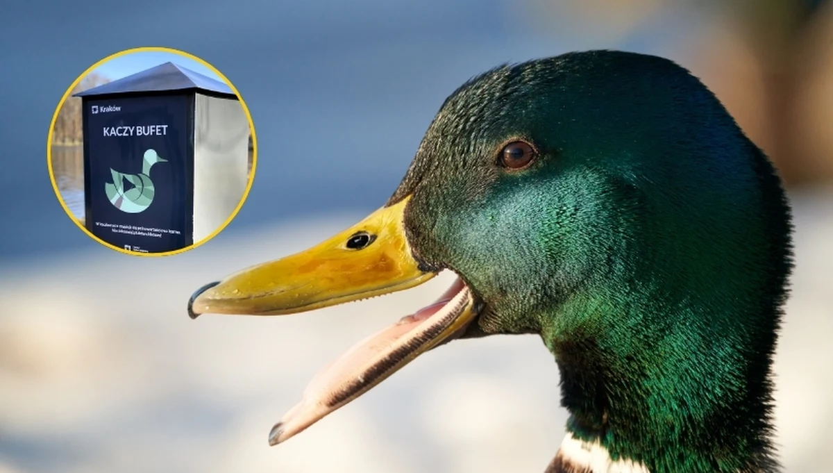 Przed zimą w Krakowie ponownie pojawiły się tzw. "kacze bufety" – automaty z bezpłatną karmą dla kaczek. Zarząd Zieleni Miejskiej ustawił je przy popularnych zbiornikach wodnych: nad Zalewem Nowohuckim, Zalewem Bagry, a także w Parku Zaczarowanej Dorożki, Parku Duchackim i Parku im. Tadeusza Kościuszki.