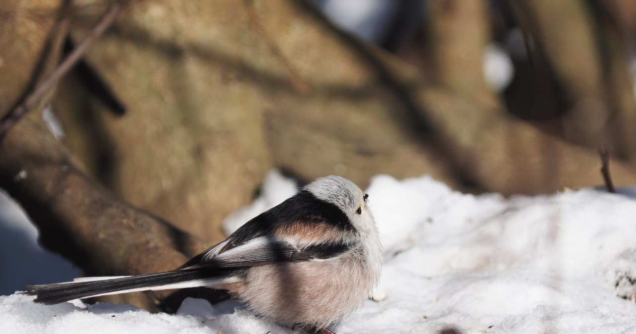 Raniuszki będą licznie przyfruwać do ogrodu. Oto co musisz zrobić