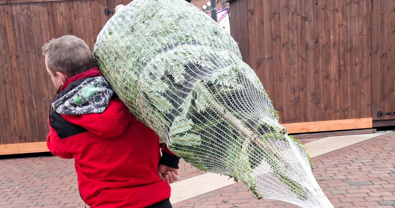 Rusza największa w Polsce wypożyczalnia choinek. Znamy dokładne ceny