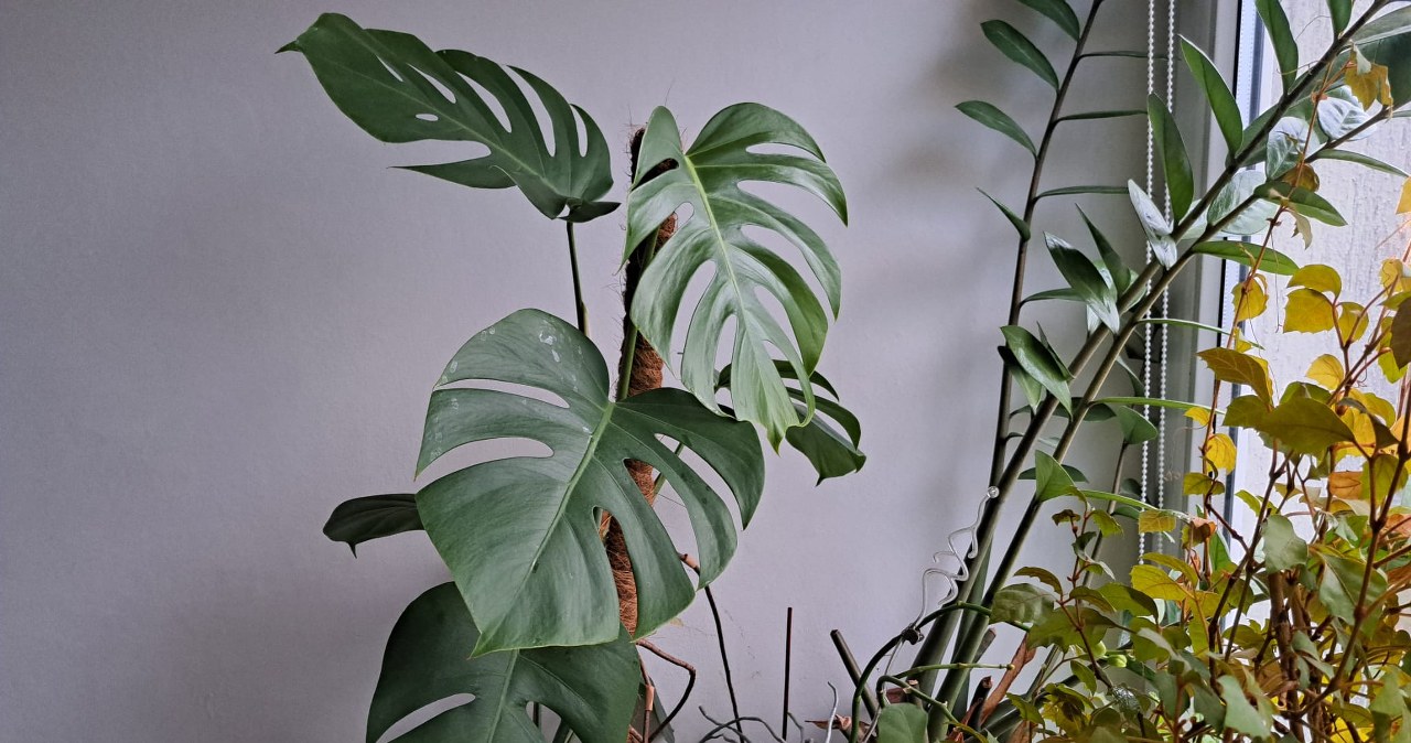 Modna, ale narażona na szkody. Jeden błąd, liście będą w paskudnych plamach