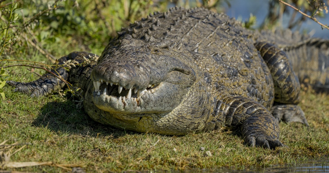 Rozkroili krokodyla liczącego 3 tys. lat. W środku było coś zaskakującego Rozkroili krokodyla liczącego 3 tys. lat. W środku było coś zaskakującego