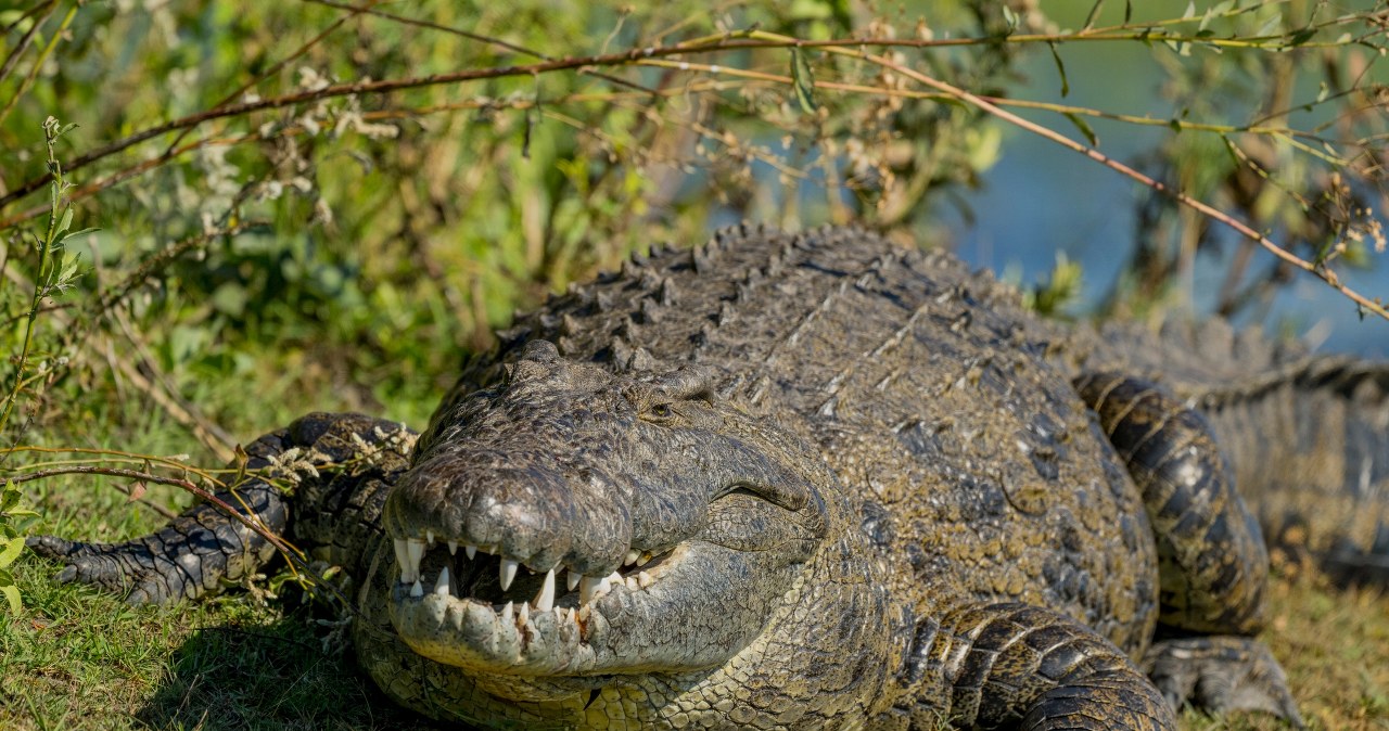 Rozkroili krokodyla liczącego 3 tys. lat. W środku było coś zaskakującego