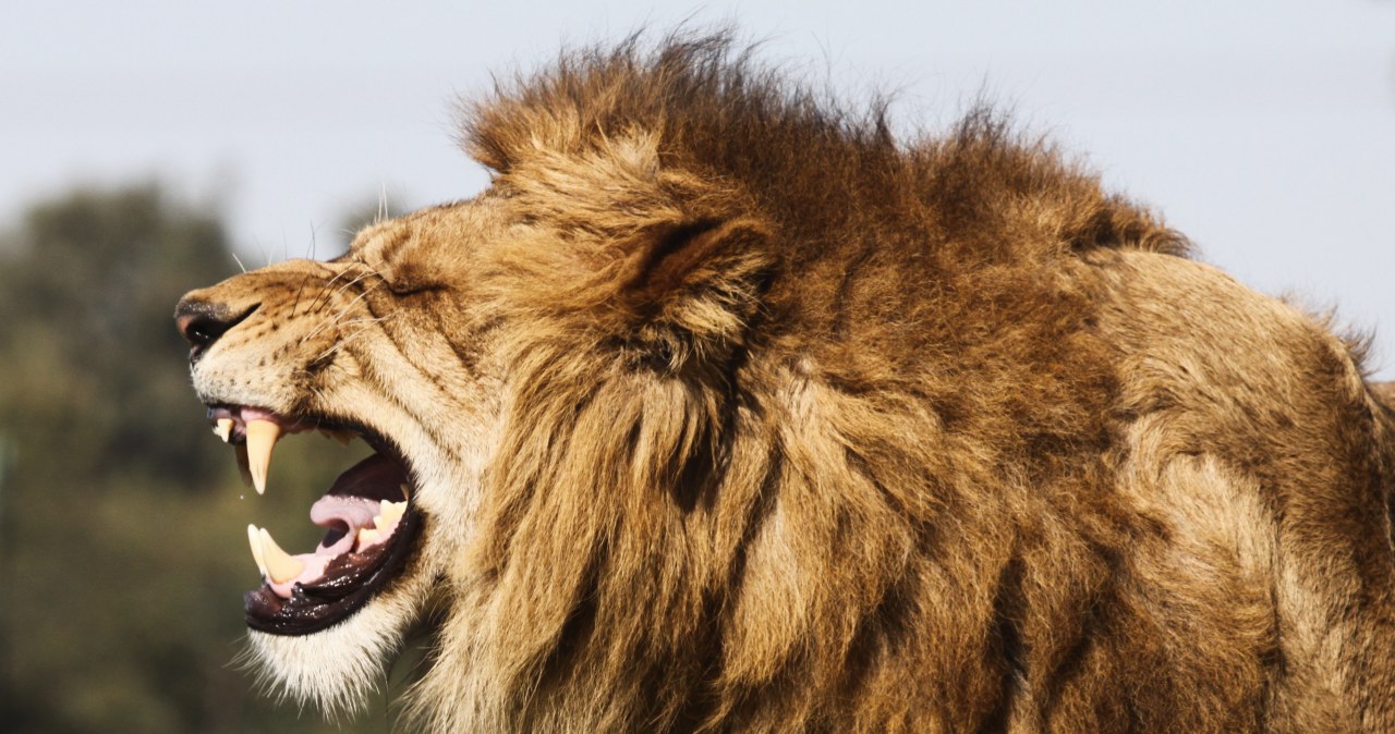 Lwy żyły w Europie i atakowały ludzi. Są na to nowe dowody