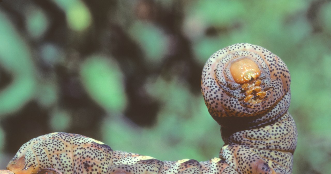 Znalazły sposób, jak uniknąć napastników. Gąsienice robią to, co węże