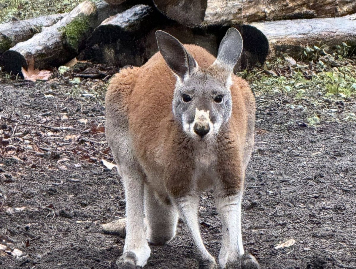 Baby boom w warszawskim zoo. To rzadkość
