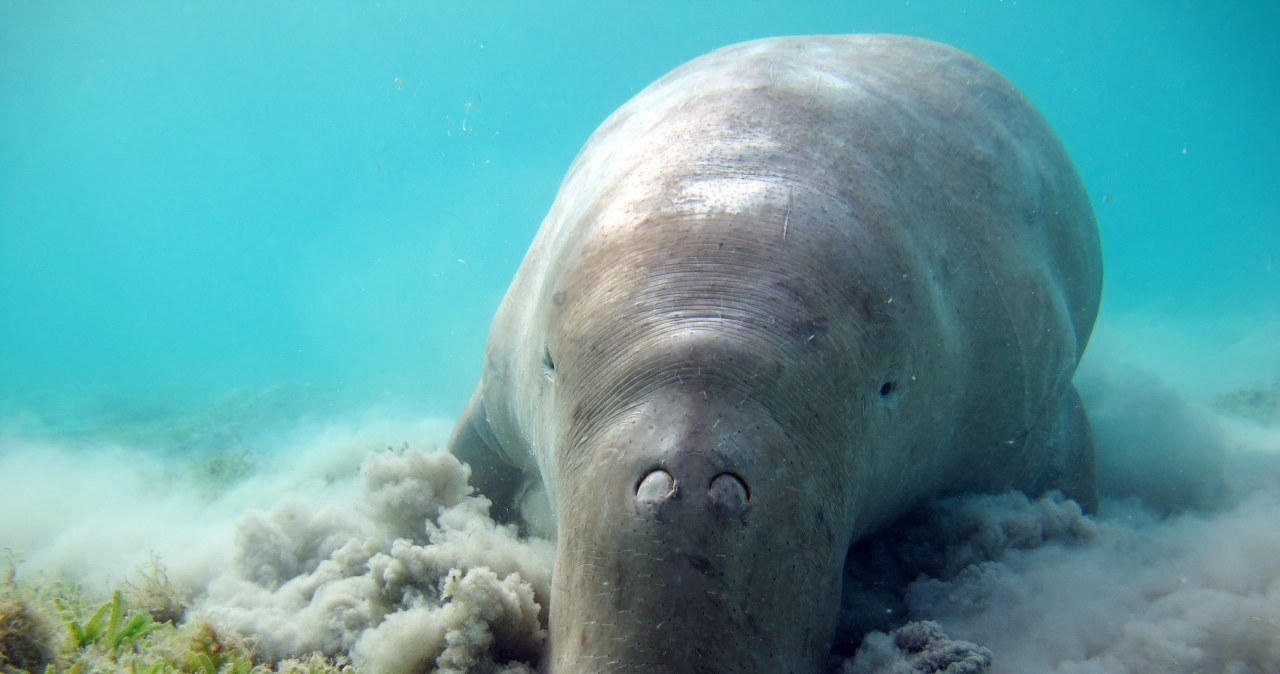 Są jak podwodne odkurzacze. To syreny zbudowały arabskie wybrzeże Są jak podwodne odkurzacze. To syreny zbudowały arabskie wybrzeże