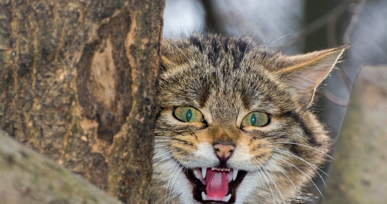 Powrót żbika w Sudety. Czesi zrobili badania i potwierdzają Powrót żbika w Sudety. Czesi zrobili badania i potwierdzają