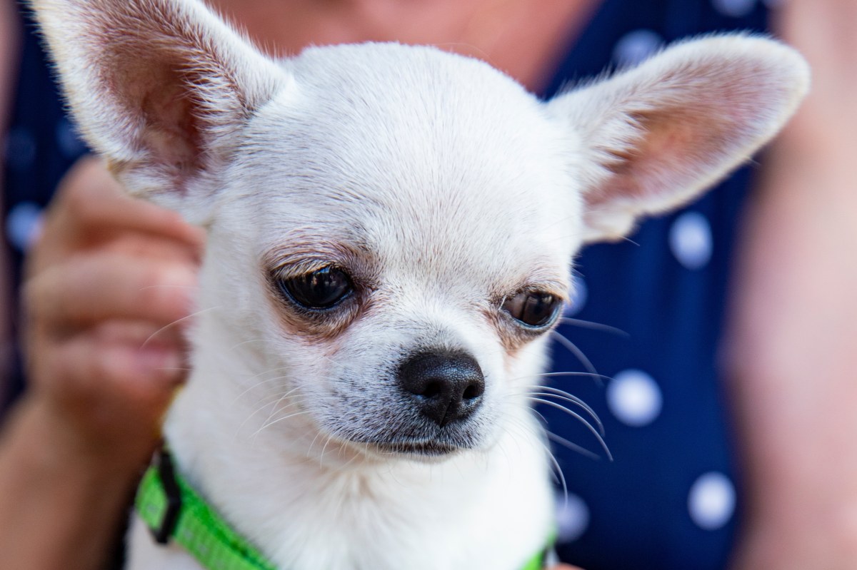 Kobieta więziła męża wśród sfory 60 chihuahua. Sąsiedzi nie mieli pojęcia