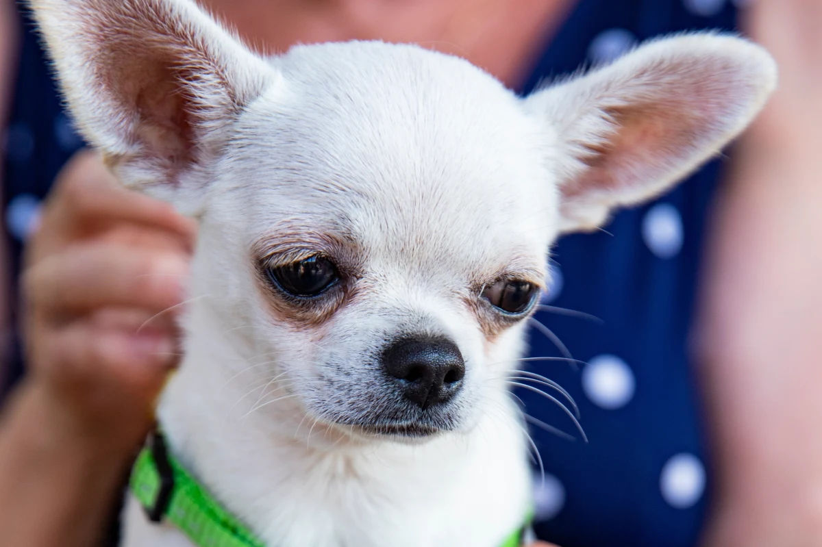 8 lat więzienia grozi kobiecie z belgijskiej miejscowości Grobbendonk, która przez niemal rok trzymała swojego 48-letni męża w kojcu dla psów. Wszystko działo się tuż obok sfory 60 swobodnie biegających chihuahua. Dopiero ucieczka mężczyzny ujawniła piekło, które przeżywał. Teraz Anna V. stanie przed sądem.