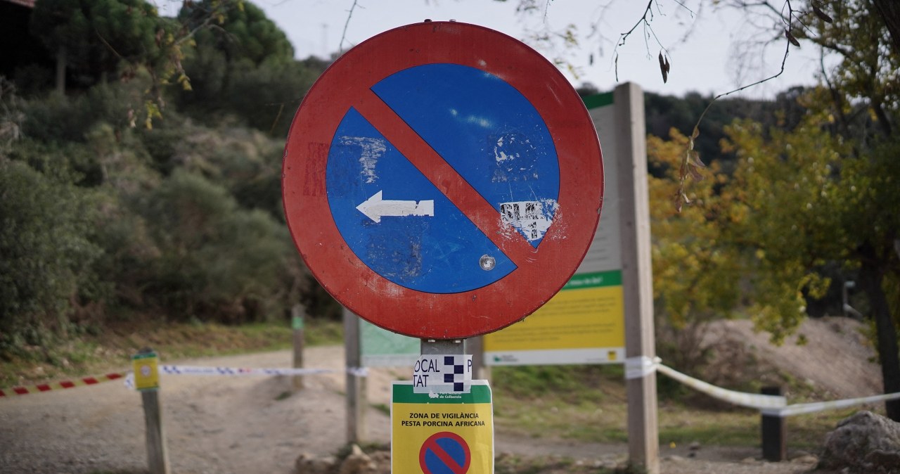 Hiszpania. Pierwsze przypadki pomoru świń od 30 lat. Rolnicy biją na alarm