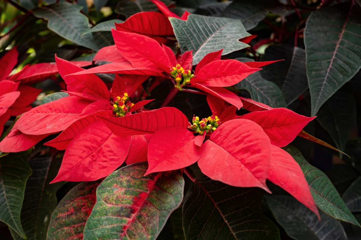 12 grudnia obchodzony jest Dzień Poinsecji – pochodzącej z Meksyku i Gwatemali rośliny, znanej również jako gwiazda betlejemska. W środowisku naturalnym dorasta do 4-5 metrów wysokości i przybiera formę okazałego krzewu. Jako roślina świąteczna zyskała popularność w XX w. Dawniej wykorzystywano ją do celów leczniczych.