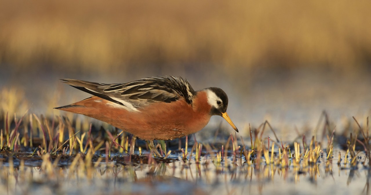 Płatkonóg płaskodzioby pojawił się w Polsce. To przepiękny gość z Arktyki Płatkonóg płaskodzioby pojawił się w Polsce. To przepiękny gość z Arktyki