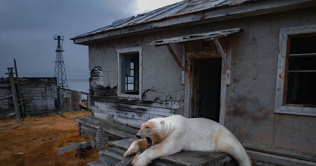 Ewolucyjna ucieczka niedźwiedzi polarnych. Zmieniają dietę i geny Ewolucyjna ucieczka niedźwiedzi polarnych. Zmieniają dietę i geny