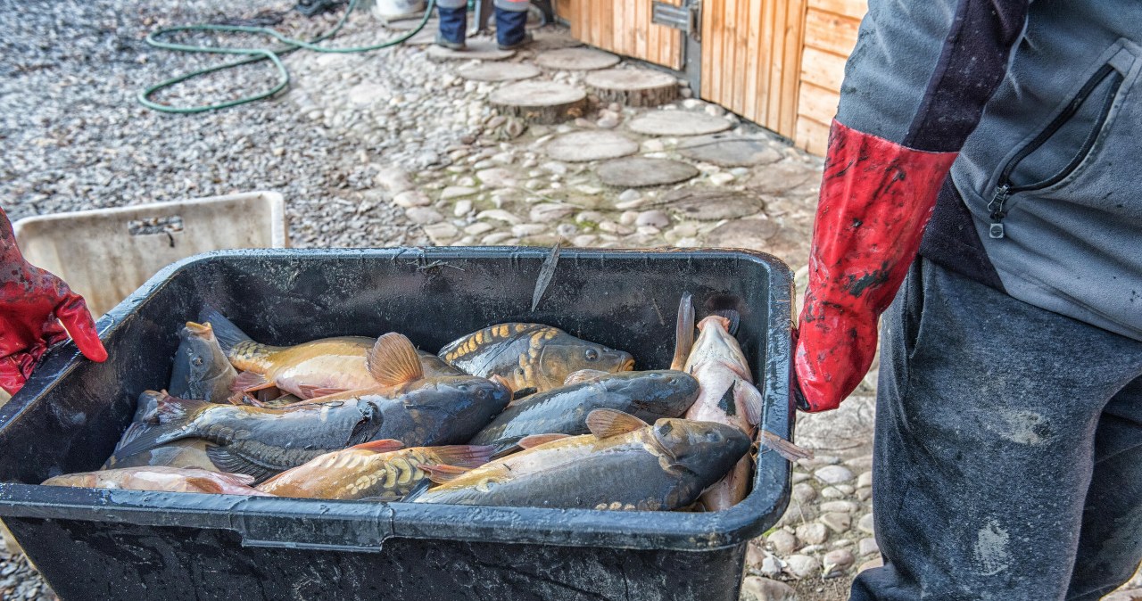 Polacy wolą zapłacić za karpia dwa razy więcej. Różnicę odczuwają w Wigilię