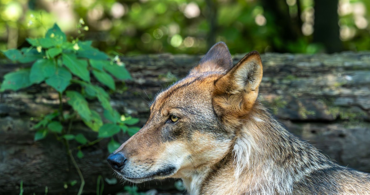Portugalia zatwierdziła plan ratowania wilka. Sytuacja jest fatalna Portugalia zatwierdziła plan ratowania wilka. Sytuacja jest fatalna