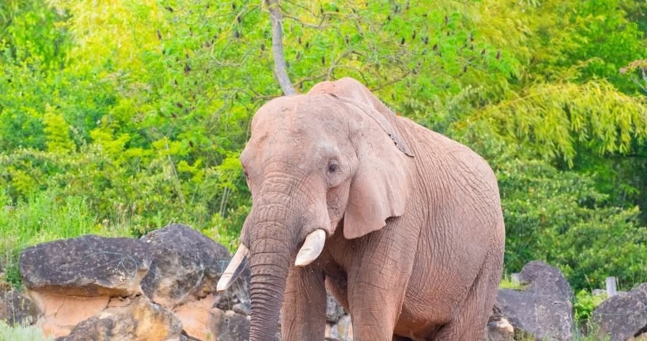 Poznańskie zoo poinformowało o śmierci brata słonia Ninia. Zmarł we Francji