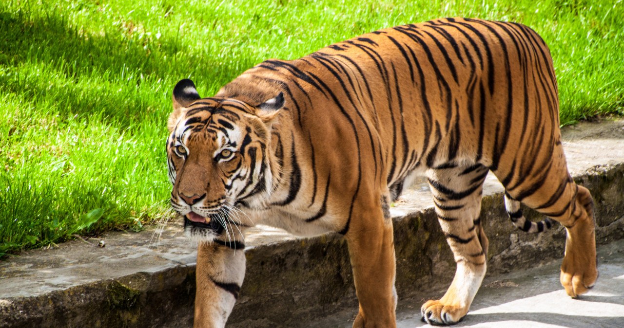 Tygrysy sumatrzańskie miały wymrzeć. Nagle zaczęły mieć się lepiej Tygrysy sumatrzańskie miały wymrzeć. Nagle zaczęły mieć się lepiej