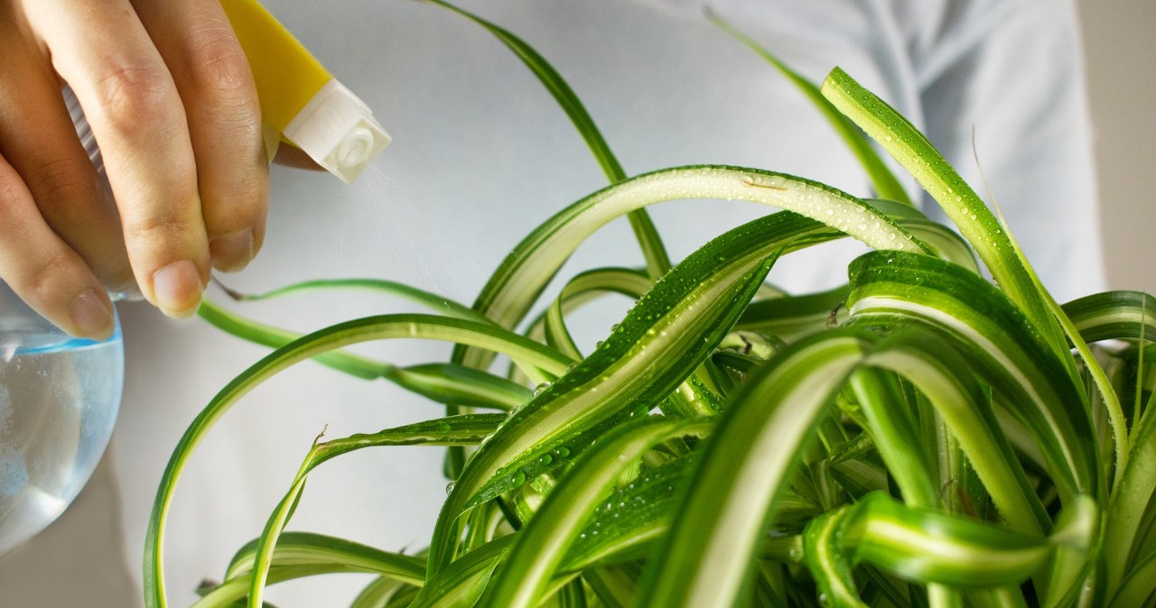 Zamiast wyrzucać, podlej zielistkę. Nie zliczysz nowych liści