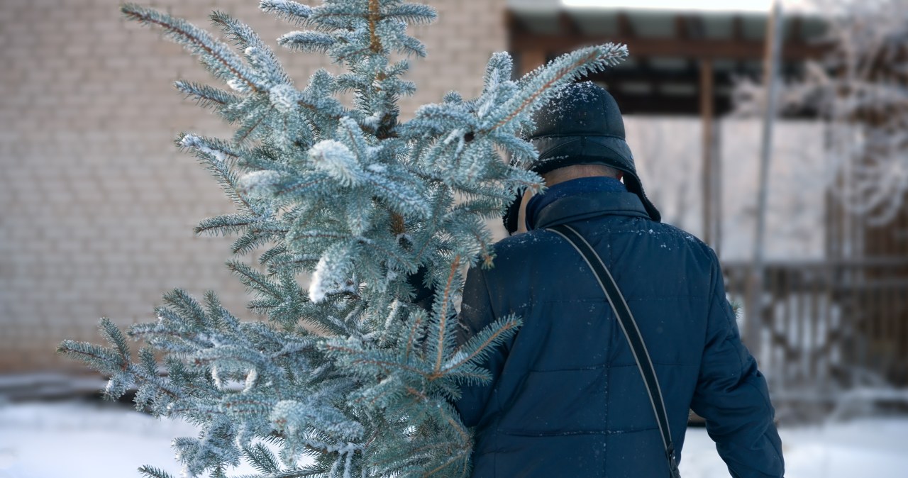 Czy można wyciąć choinkę z własnej działki? Zanim ruszysz po piłę sprawdź przepisy