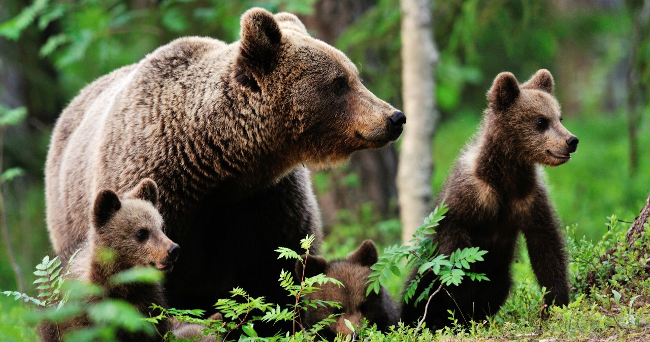 Rodzina niedźwiedzi nawiedza miasteczka. Jest jedna, zaskakująca zaleta Rodzina niedźwiedzi nawiedza miasteczka. Jest jedna, zaskakująca zaleta