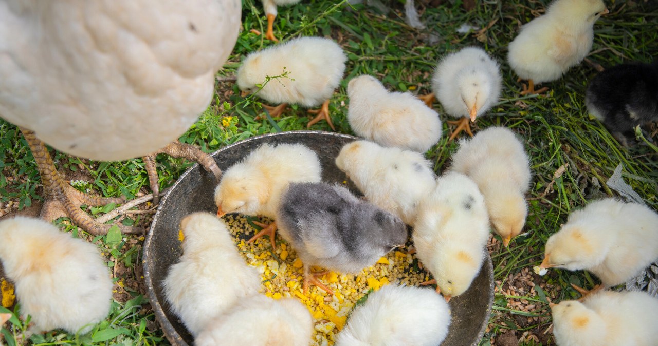 Rozdrabniają żywcem małe koguty. Jest szansa na zmianę w produkcji jaj Rozdrabniają żywcem małe koguty. Jest szansa na zmianę w produkcji jaj