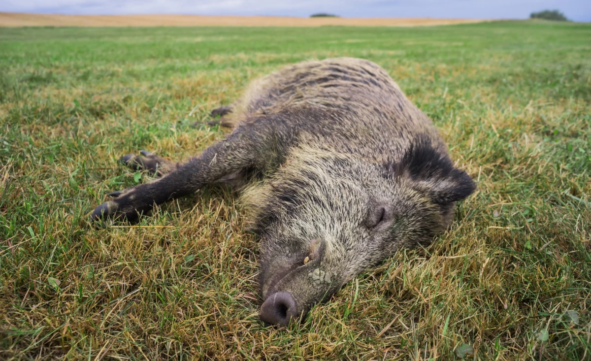 W powiecie piotrkowskim w Łódzkiem znaleziono kości kolejnego padłego dzika. Od zeszłego tygodnia trwają poszukiwania szczątków zwierząt zakażonych afrykańskim pomorem świń, co ma związek ze znalezieniem w zeszłym tygodniu oskórowanego dzika bez wnętrzności, u którego stwierdzono ASF.