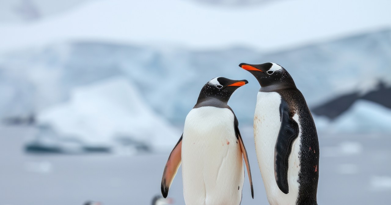 Pebbling: miłosny rytuał pingwinów, który nieświadomie praktykujesz