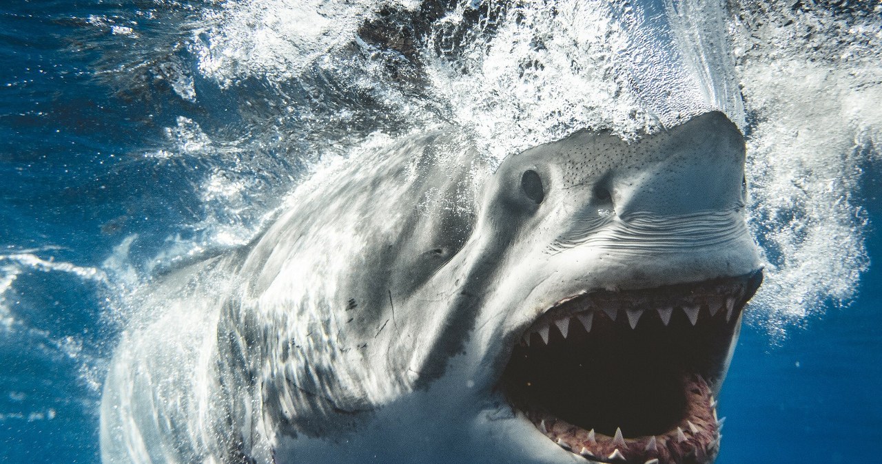 Rekin zaatakował surfera w Kalifornii. Deska cała podziurawiona