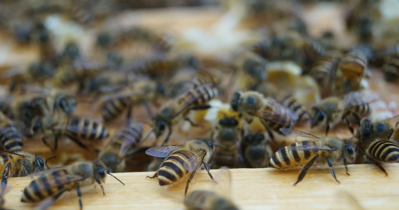 Udawanie nietoperzy ma uratować ule przed inwazją Udawanie nietoperzy ma uratować ule przed inwazją