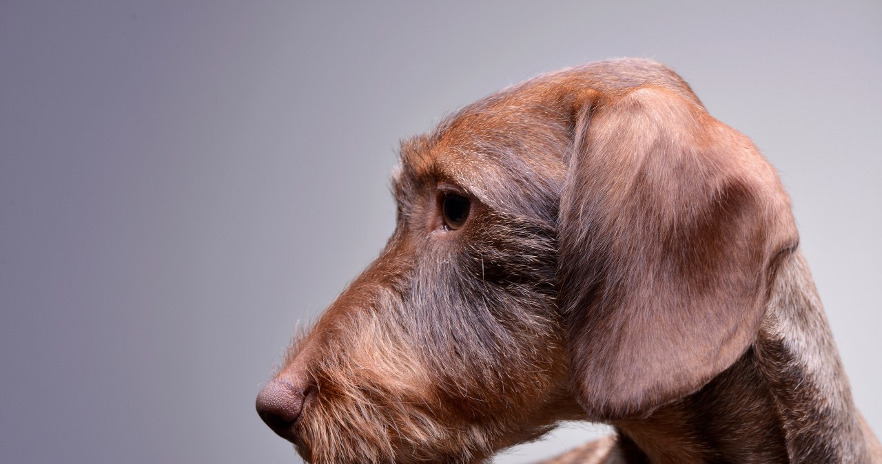 Ich pies zaginął. Odzyskali go po wielu miesiącach dzięki czipowi Ich pies zaginął. Odzyskali go po wielu miesiącach dzięki czipowi