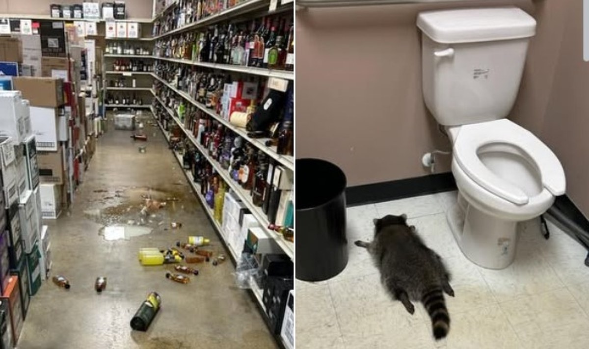 Od monopolowego po studio karate. Ten szop to notoryczny włamywacz