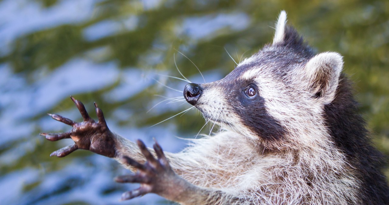 Narobił nowych szkód. Kolejne włamania. A to inwazyjne zwierzę w Polsce Narobił nowych szkód. Kolejne włamania. A to inwazyjne zwierzę w Polsce